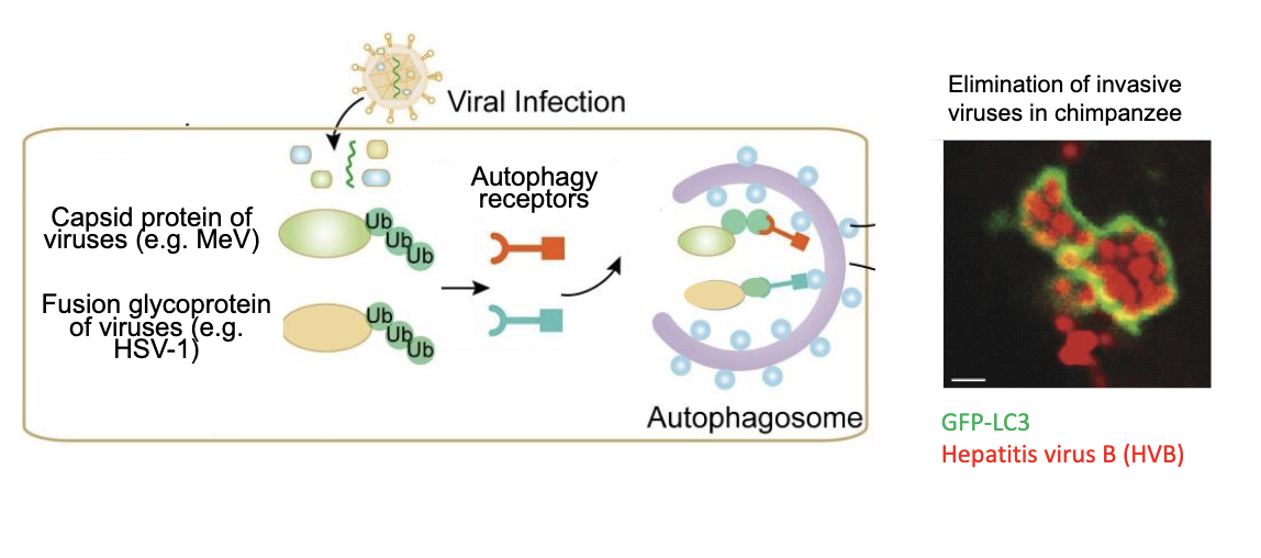 <p>"Viral proteins are ubiquitinated, recognized by autophagy receptors, and delivered to lysosomes for degradation. e.g. measles herpes viruses."</p>