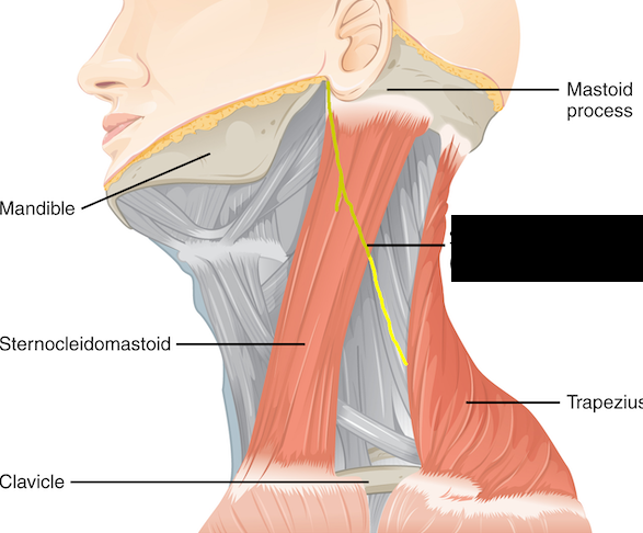 <p><span>The eleventh cranial nerve. Motor nerves that carry information to the muscles of the neck and upper back, including the sternocleidomastoid and trapezius. Tested by asking the patient to shrug their shoulders and turn their head.</span></p>