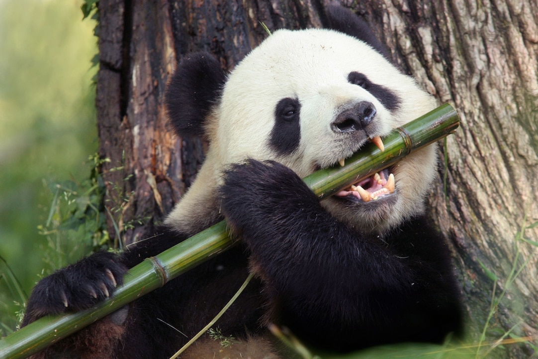 <p>Giant Panda</p>
