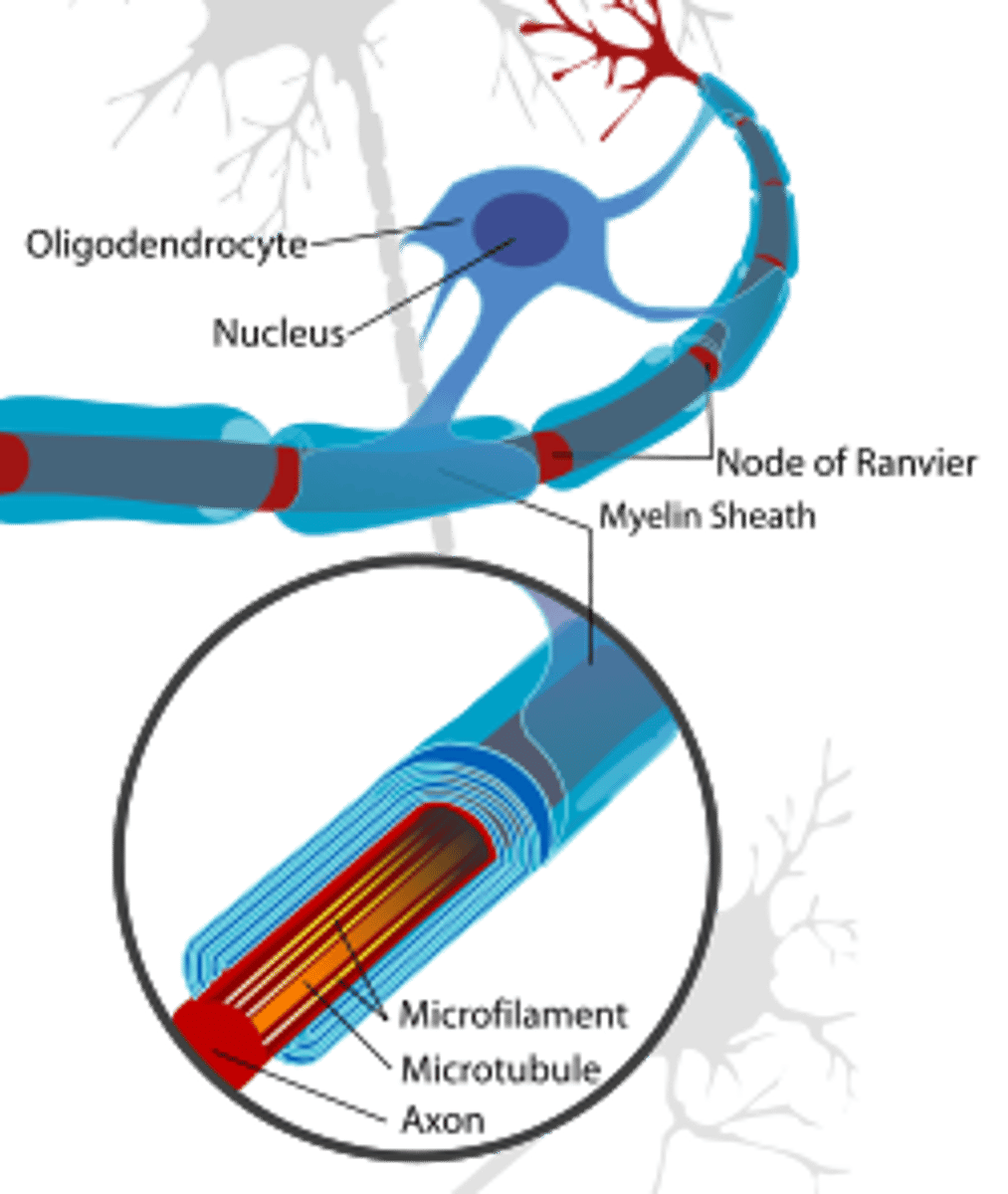 <p>Myelin in CNS, form myelin sheath to speed signal conduction</p>
