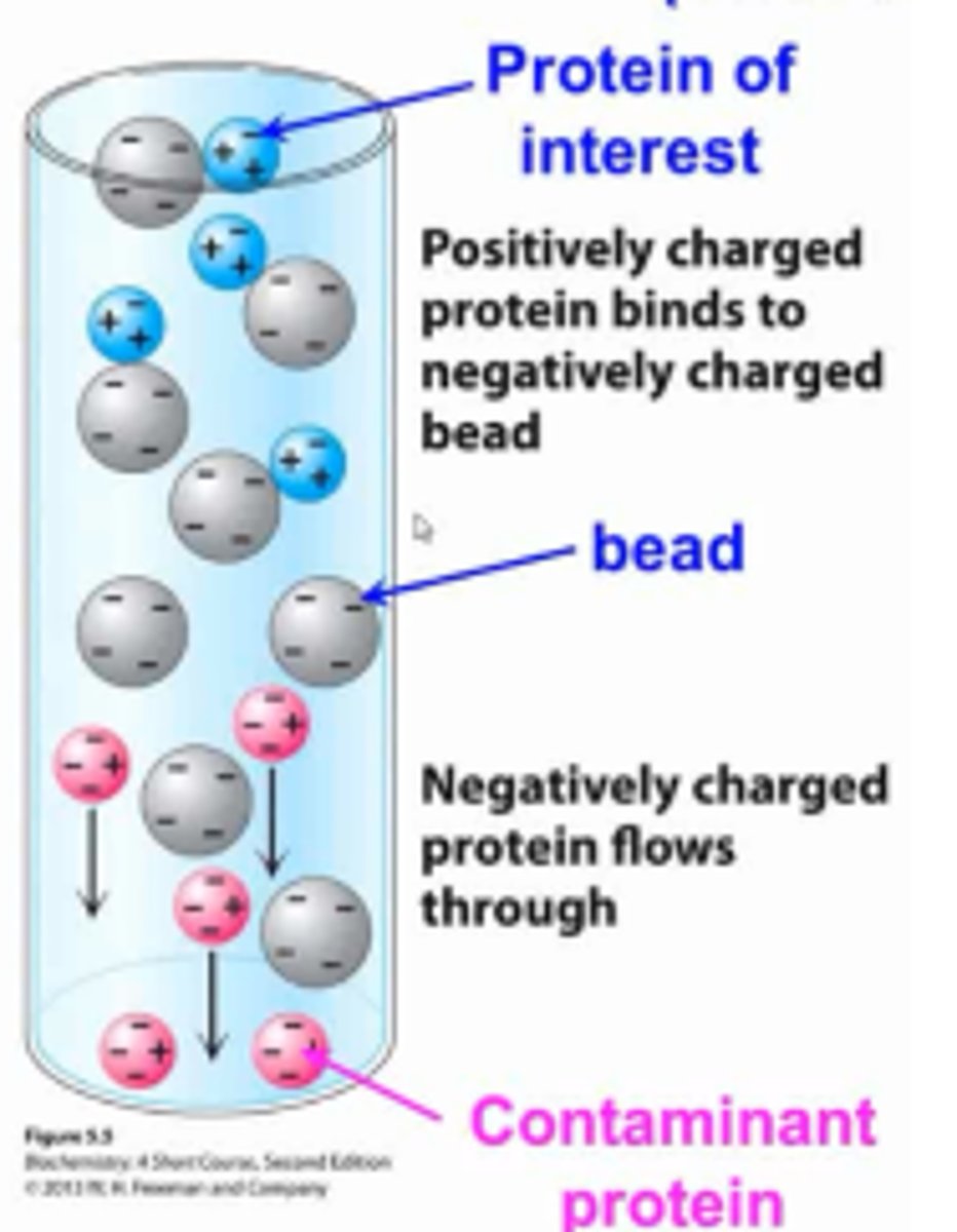 <p>type of chromatographic isolation that separates protein by charge</p>