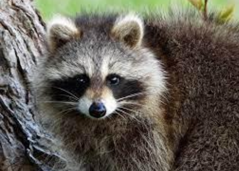 <p>Norther raccoon </p>