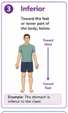 <p>Toward the feet or below another body part.<br>Example: The stomach is inferior to the heart.</p>