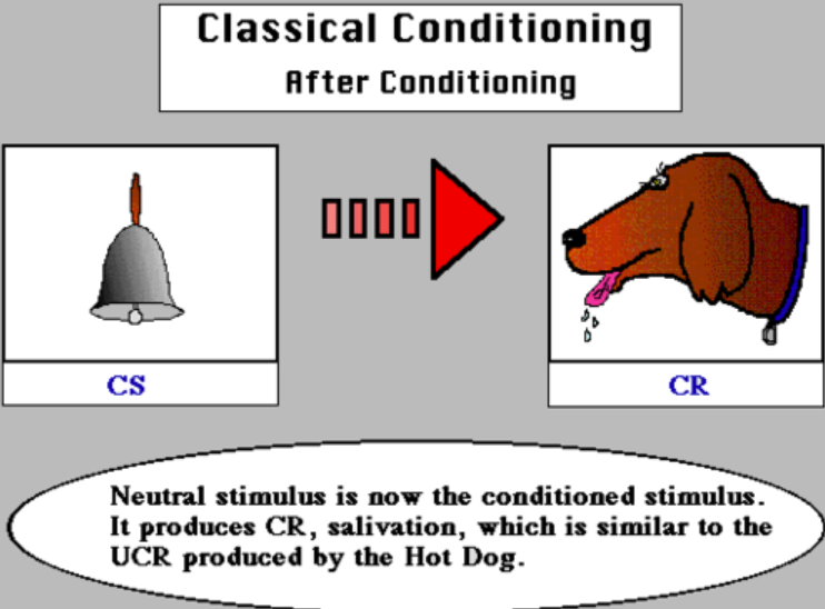 <p>conditioned stimulus (CS)</p>