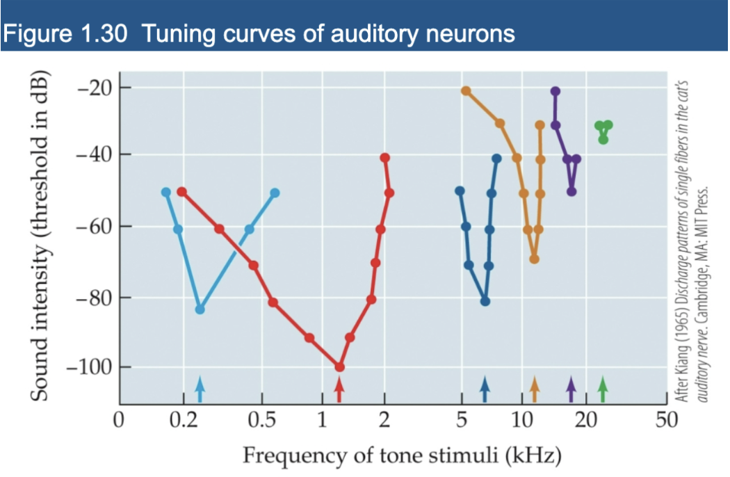 <p><span style="background-color: transparent;"><strong>Neurons responding</strong> - sound intensity and frequency of stimuli&nbsp;</span></p><p></p><ul><li><p>activity of neuron</p></li></ul><p></p><p><strong>Change tone of sound </strong></p><ul><li><p>see what happens/ which neurons respond</p></li></ul><p><br><span style="background-color: transparent;">Asking -<em> </em></span><span><em>How loud does sound need to be to make a particular neuron respond?</em></span> </p><p></p>