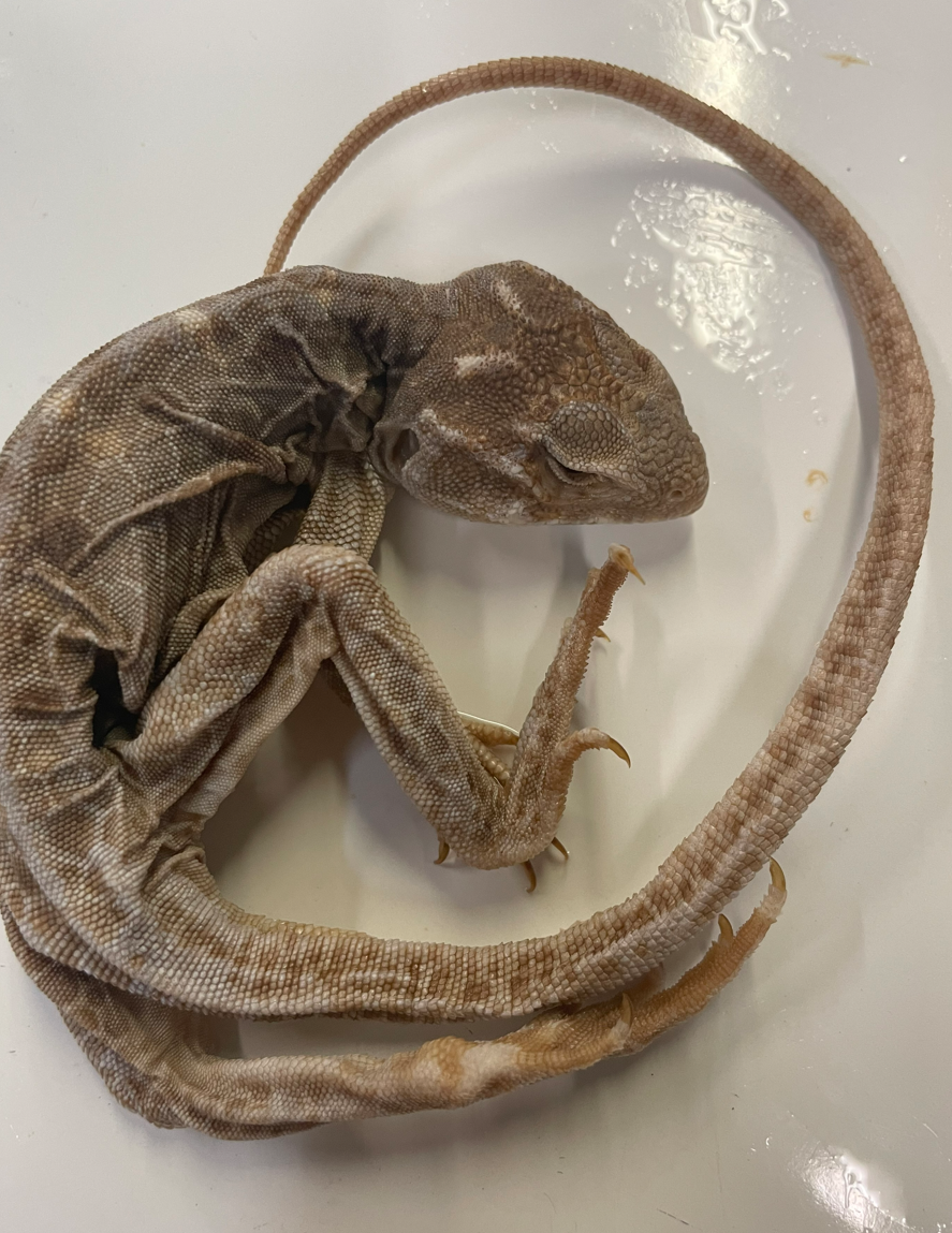 <p>Genus and species</p>