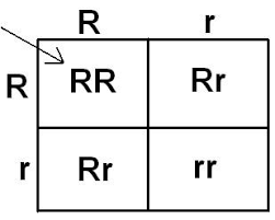 <p>Punnett Square</p>
