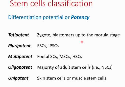 <p>potential of becoming undifferentiated cells</p>