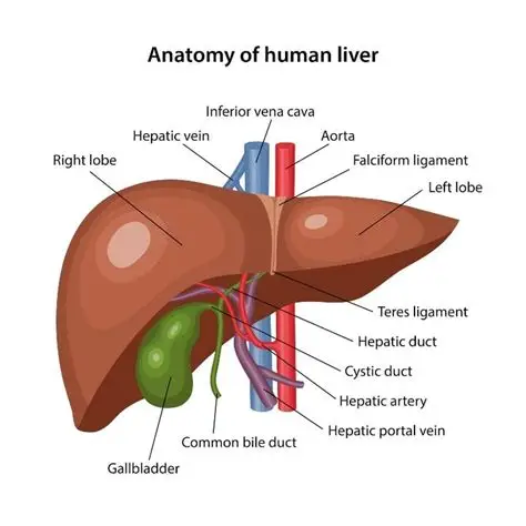 <p>What is the organ and the system?</p>