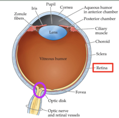 <p>-Region where the axons leaving the retina gather to form the optic nerve</p><p>-There are no photoreceptors here so it is considered a blind spot</p><p>*only ganglion cell axons</p>