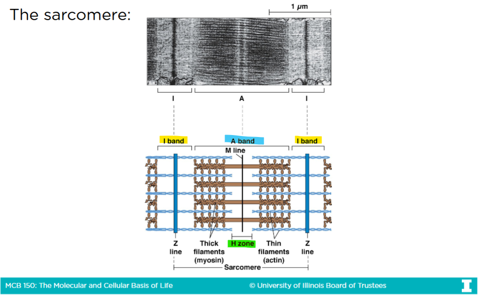 <p>-Only <strong>actin</strong> is in the <span style="color: yellow;"><strong>I-band</strong></span></p><p><span style="color: rgb(253, 253, 253);">-Only <strong>myosin </strong>is in the </span><span style="color: green;"><strong>H-band</strong></span></p><p><span style="color: rgb(255, 254, 254);">-The </span><span style="color: rgb(17, 232, 234);"><strong>A-band</strong> </span><span style="color: rgb(255, 255, 255);">is the region that represents th entire length of <strong>myosin</strong> (thick filaments</span></p>
