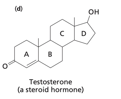 <p>steroid hormone involved in male development</p>