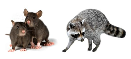 <ul><li><p>adaptable to many environments</p></li><li><p>↓ likely → extinct</p></li><li><p>use variety of resources</p></li><li><p>↑ tolerance range</p></li><li><p>advantage w/ changing conditions </p></li></ul><p></p>