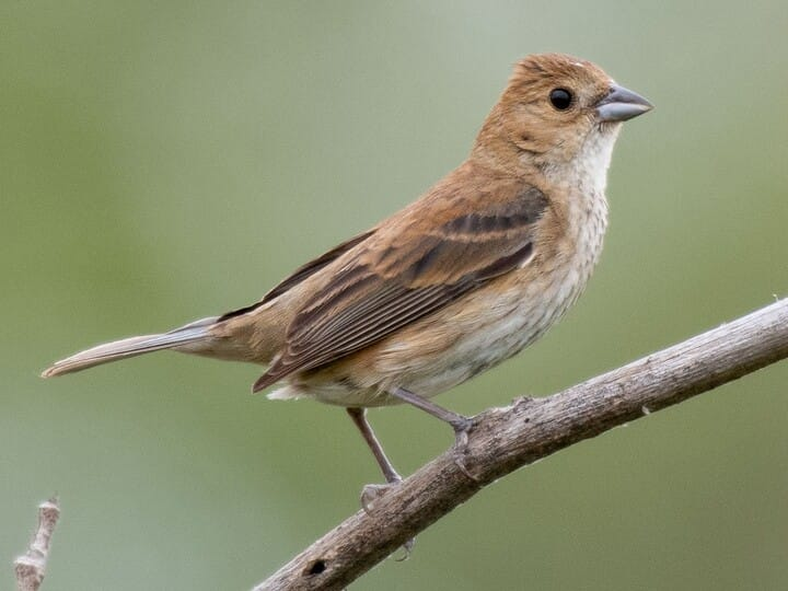 <p>Indigo Bunting</p>