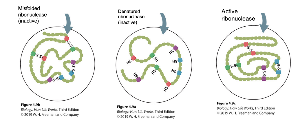 <p>Protein misfolding (wrong 3D structure) or denaturation (loss of 3D structure) can lead to a loss of biological activity</p>