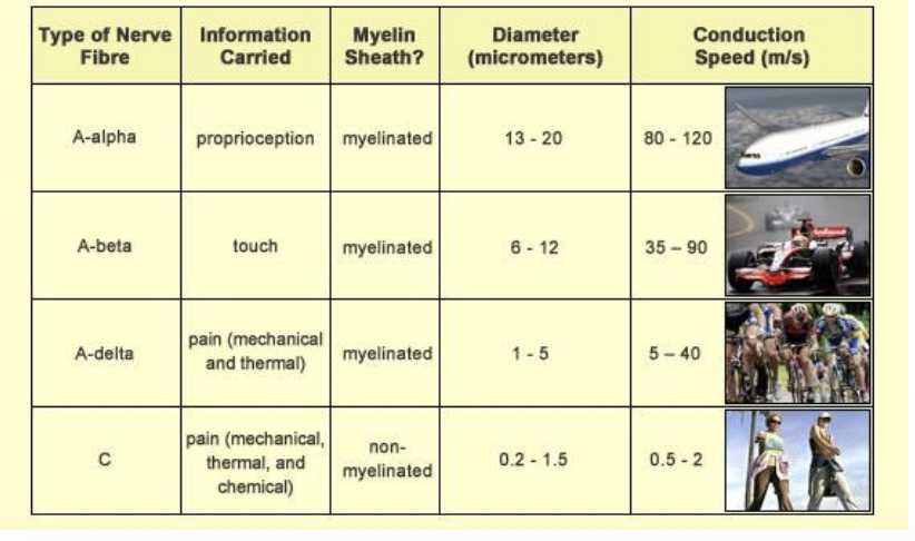 <p>A-fibers are large and myelinated so their conduction velocity is greater (spinal nerves)</p><ol><li><p>A-alpha fibers- proprioceptive info </p></li><li><p>A-beta axons- touch sensations are transmitted</p></li><li><p>A-delta fibers - mechanical and thermal pain info </p></li></ol><p>C-fibers are small and unmyelinated so they have a lower conduction velocity (50% of sensory fibers)</p><ol><li><p>C fibers- mechanical, thermal, and chemical pain</p></li></ol><p></p>