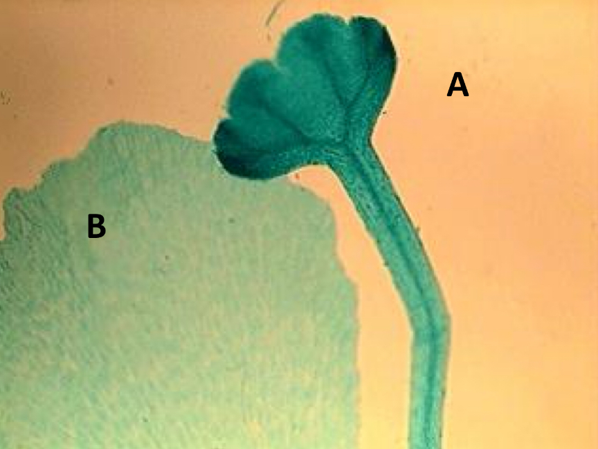 <p>The gamete-producing, haploid phase in the fern life cycle (labeled B).</p>
