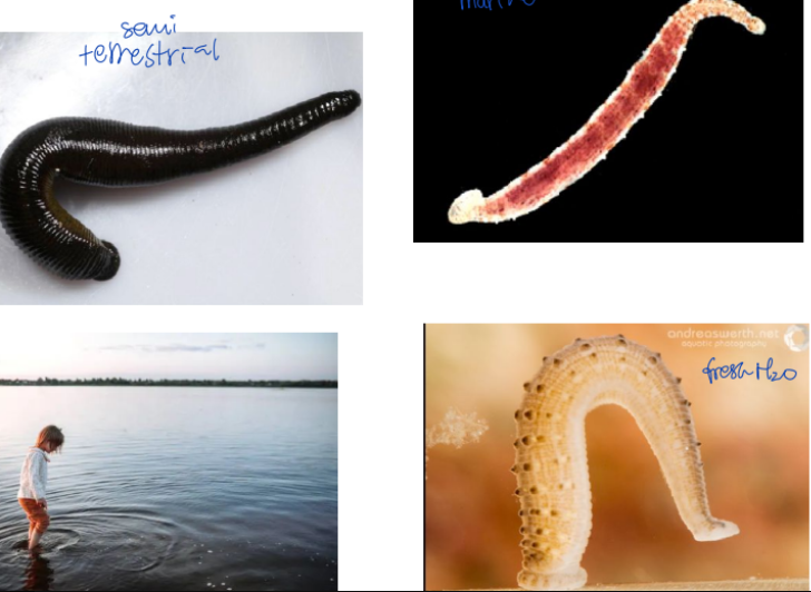 <p>what structures were gained in leeches?</p>