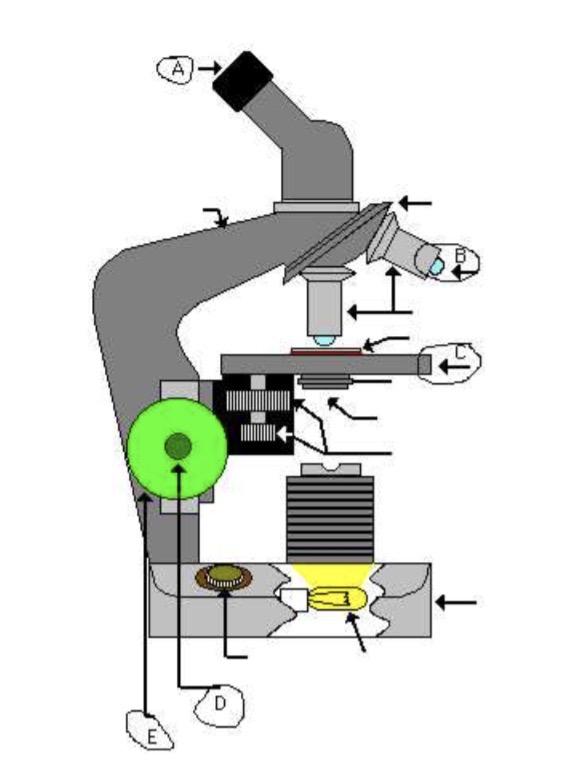 <p>Parts of the Compound Microscope</p>