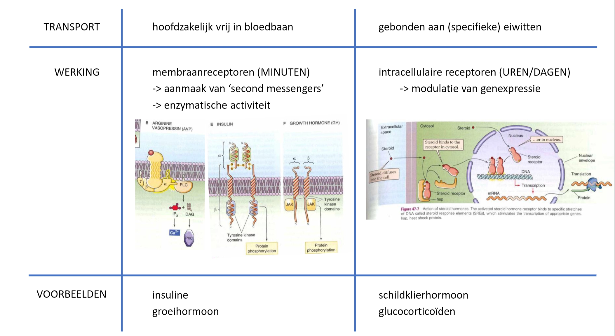 <ul><li><p>obv chemische structuur:</p><ul><li><p>peptide hormonen, steroïdhormonen…</p></li></ul></li><li><p>obv oplosbaarheid:</p><ul><li><p>wateroplosbaar</p><ul><li><p>bloed = waterig</p></li><li><p>DUS: circuleert goed in bloed, maar kan niet door dubbele fosfolipide-laag</p><ul><li><p>DUS: binden aan receptoren op membraan → dan via second messengers verder effect</p></li></ul></li></ul></li><li><p>vetoplosbaar</p><ul><li><p>moet binden aan eiwitten:</p><ul><li><p>aan albumine (meest aanwezige eiwit)</p></li><li><p>aan eiwit specifiek voor die bepaalde klasse</p></li></ul></li><li><p>kunnen door dubbele fosfolipide-laag → binden dan aan intra-cellulaire receptoren</p></li><li><p>(langer tijd nodig voor effect)</p></li></ul></li></ul></li></ul><p>(opdeling is niet zwart-wit)</p><p></p>