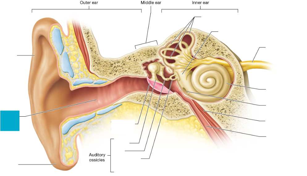 <p>Tube that carries sound from the outer ear to the eardrum</p>
