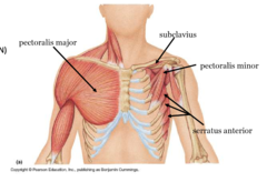 <p>connect axial skeleton to upper limb</p><p>move pectoral girdle</p><p>four muscles, pec major, pec minor, subclavius, serratus anterior</p>
