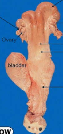 <ul><li><p>uterine horns curl back towards the vagina</p></li><li><p>uterine body is short</p></li></ul><p></p>