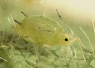 <p>What is the name of this bug?</p>
