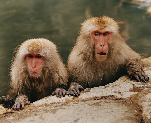 <p>describe Japanese macaques</p>