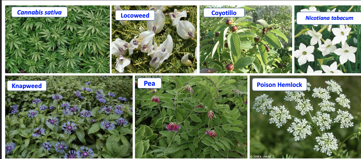 <p>What system will suffer from toxicity if these plants are consumed?</p>