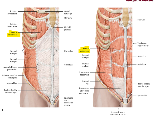 <p>what is the function of the rectus abdominis? layers? origin and insertion?</p>