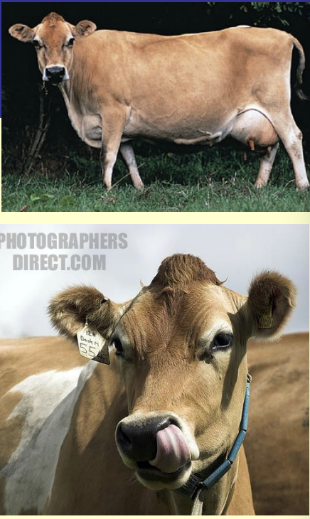 <ul><li><p>origin: british isle of jersey</p></li><li><p>mouse brown w dark muzzle and may have spots</p></li><li><p>small framed</p></li><li><p>adaptable to many climates</p></li><li><p>very high in butterfat</p></li><li><p>nervous temper</p></li></ul><p></p>