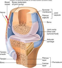 <p>Freely moveable with large, fluid filled capsules that can move in a variety of directions (shoulder, hip, elbow, knee). The following joints all fall under synovial joints</p>