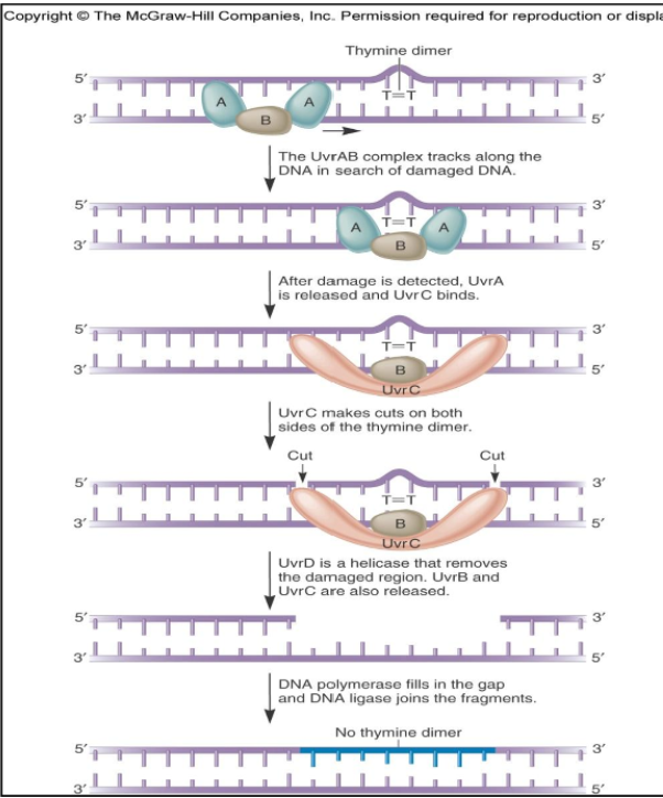 <p>nucleotide excision repair</p>
