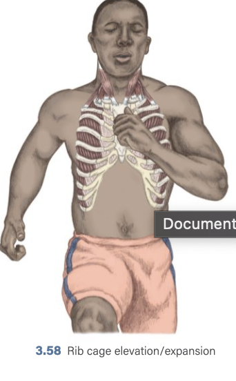 <p>Rib Cage Inhalation assists (expand) </p>
