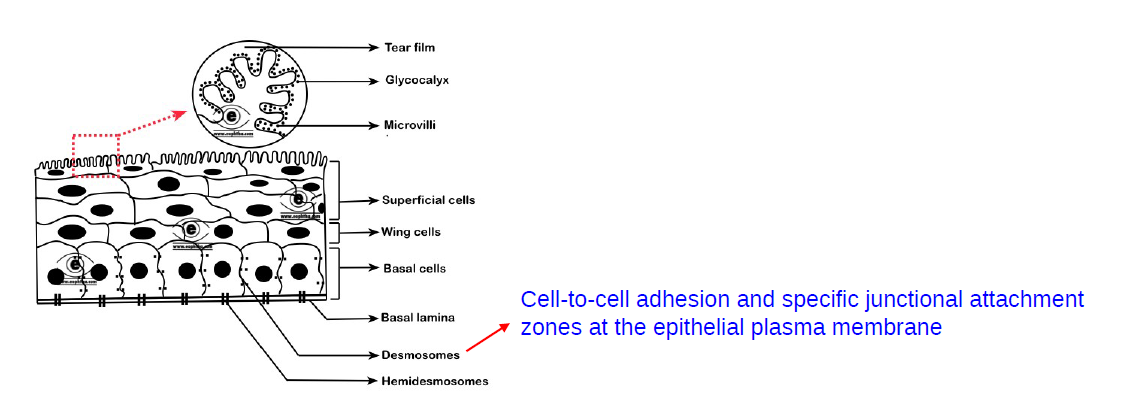 <ol><li><p>Microvilli</p></li><li><p>tight junctions and desmosomes</p></li></ol><p>** (a) The glycocalyx is a carbohydrate-rich coating present on the external surface of plasma membranes</p><p>(b) The major component is glycans composed of monosaccharides linked to each other</p><p>(c) Maximises the surface area with the mucinous layer of the tear film</p>