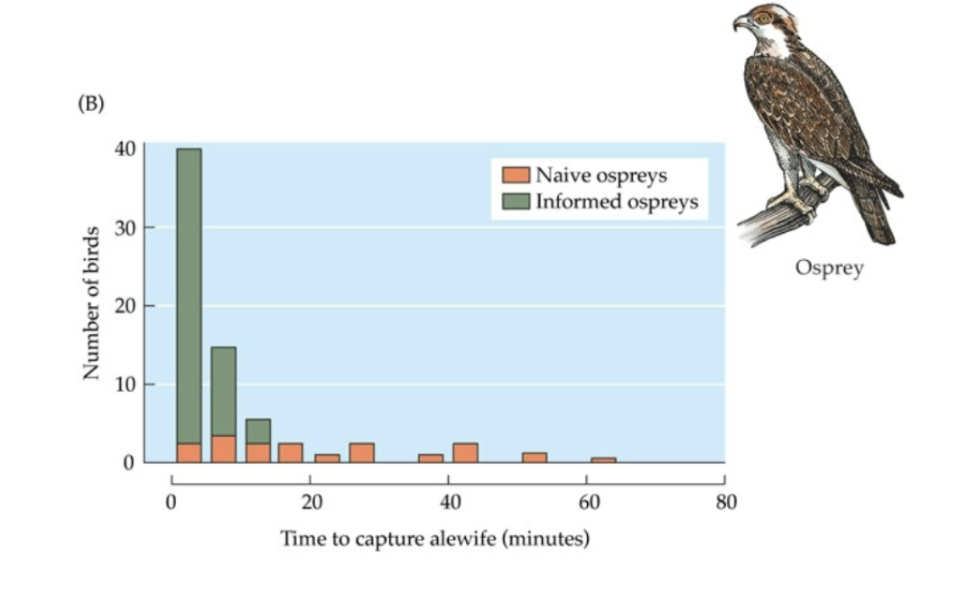 <p>what are evolutionary principles of social foraging?</p>