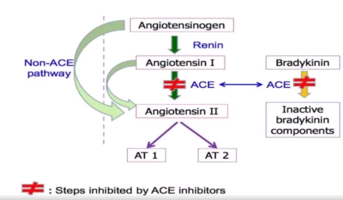 <p>ACE inhibitors bind to (and inhibit) ACE;</p><p>Prevents Angiotensin II production AND Bradykinin catabolysm</p><p>Angiotensin II = powerful vasoconstrictor; Bradykinin = powerful vasodilator;</p><p>IMPROVES RENAL FUNCTION AND LOWERS BP</p>