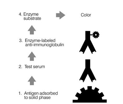 <p>What test is this? </p>