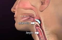 <p>epiglottis</p>
