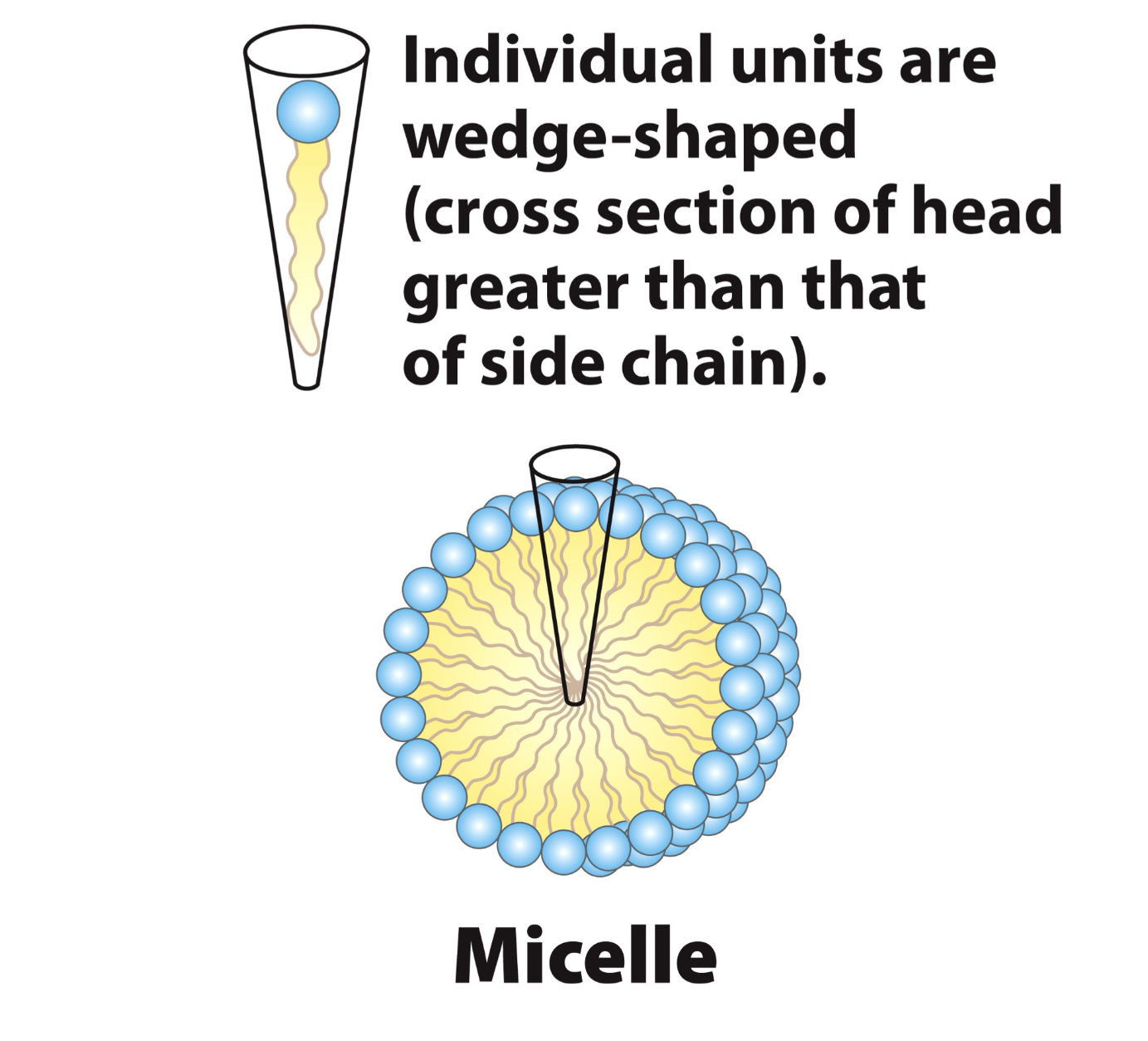 <p>Lipids travel to intestines where bile salts emulsify TAGs, cholesterol, and phospholipids into a MIXED micelle, (basically breaking up fat into small droplets) </p>
