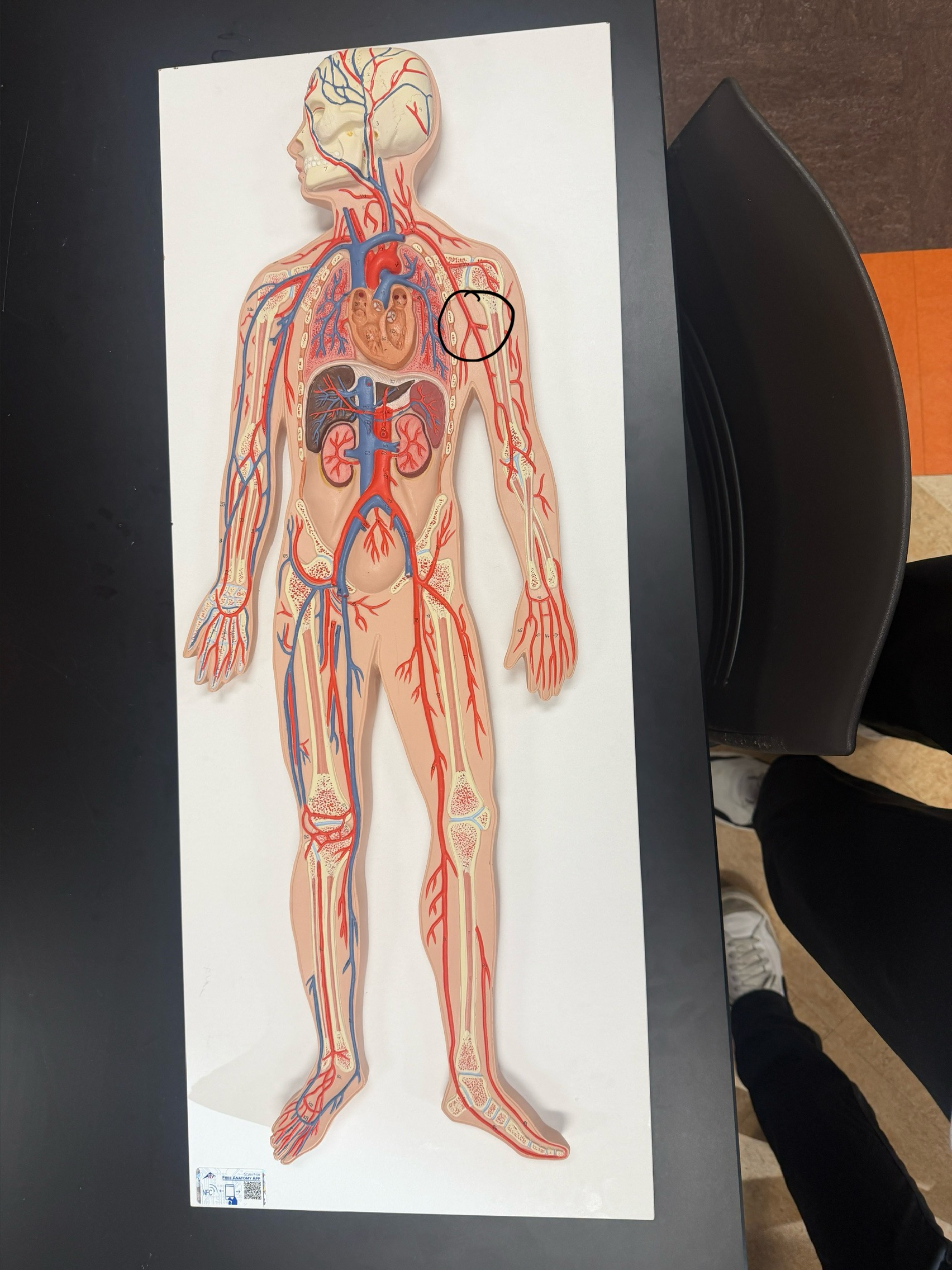 <p>name the vessel</p>