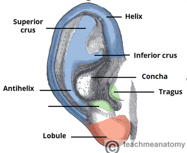 <p>label missing part</p>