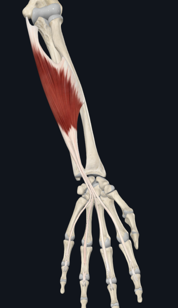 <p>Origin:</p><p>Insertion:</p><p>Innervation:</p><p>Main action:</p>