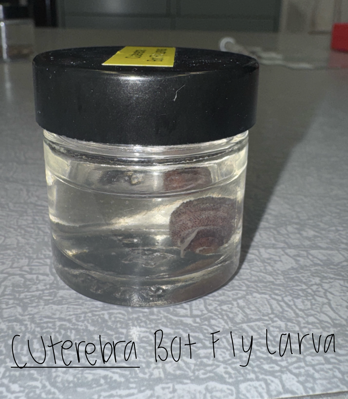 <ul><li><p>Obligatory</p></li><li><p>Myiasis producing fly</p></li><li><p>Bot</p></li><li><p>Dx: looking for swollen, cyst-like subcutaneous lesions</p></li><li><p>Host: Rabbits, rodents, dogs, cats, sometimes humans</p></li><li><p>Location: Areas around head and neck (subcutaneous abscesses)</p><ul><li><p>can be in nasal and oral cavities</p></li><li><p>can migrate to brain (fatal)</p></li><li><p>MIUST BE CAREFUL REMOVING or fatal</p></li><li><p>anaphylaxis</p></li></ul></li><li><p>Zoonotic: Yes, but rare</p></li><li><p>Transmitted: Direct contact with 1st stage larvae</p></li><li><p>Life cycle:</p><ul><li><p>Egg</p></li><li><p>Larva</p></li><li><p>Pupa</p></li><li><p>adult</p></li></ul></li><li><p>larvae covered with tiny black spikes</p></li><li><p>Infestation called cuterebrosis</p></li></ul><p></p><p></p>