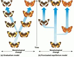 <p>Distinguish between the gradualistic and the punctuated equilibrium models of evolution</p>