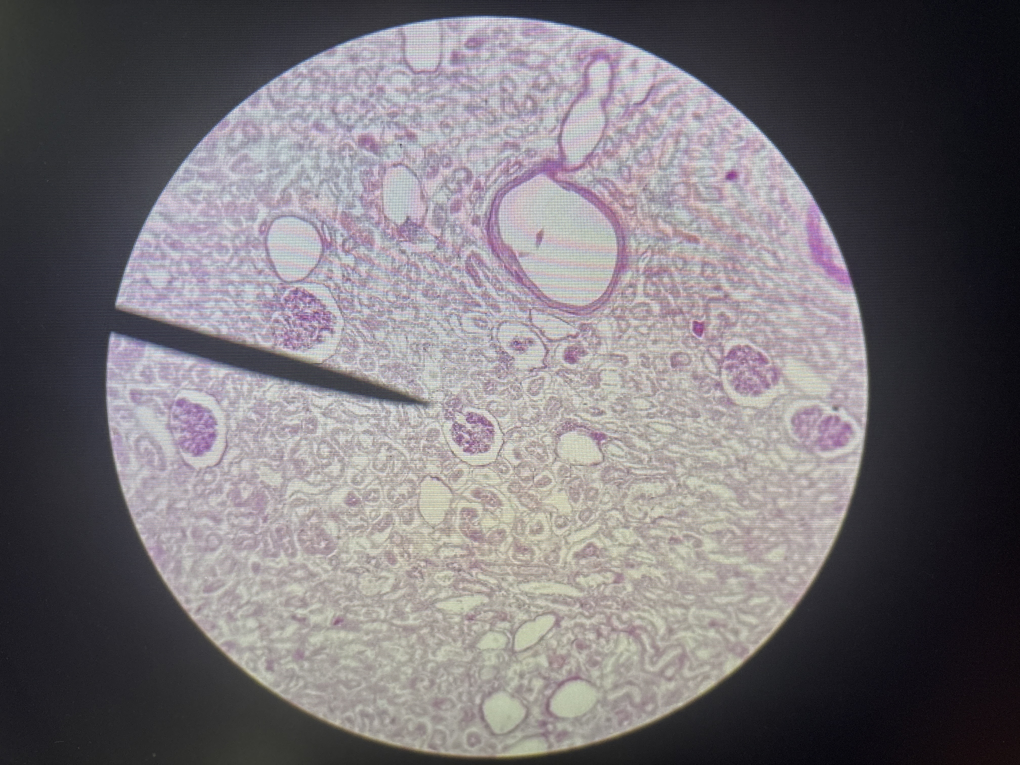 <p>kidney mammal</p>