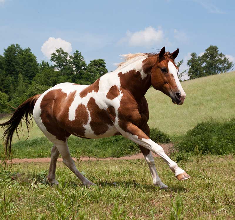 <p>also called Pinto</p><p>two varieties: Tobiano needs the white to be across the back dorsal midline (like you spilled paint on its back), Obiero</p><p>distinctive markings</p>