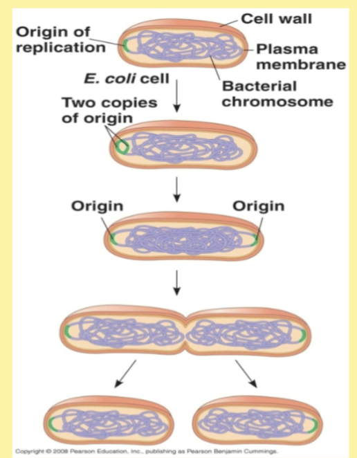 <p>Binary Fission </p>