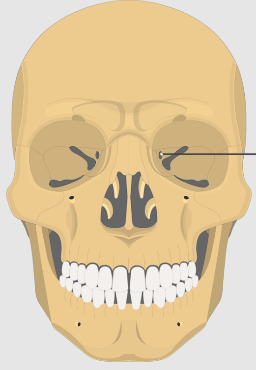 <p>Passage for optic nerve</p>